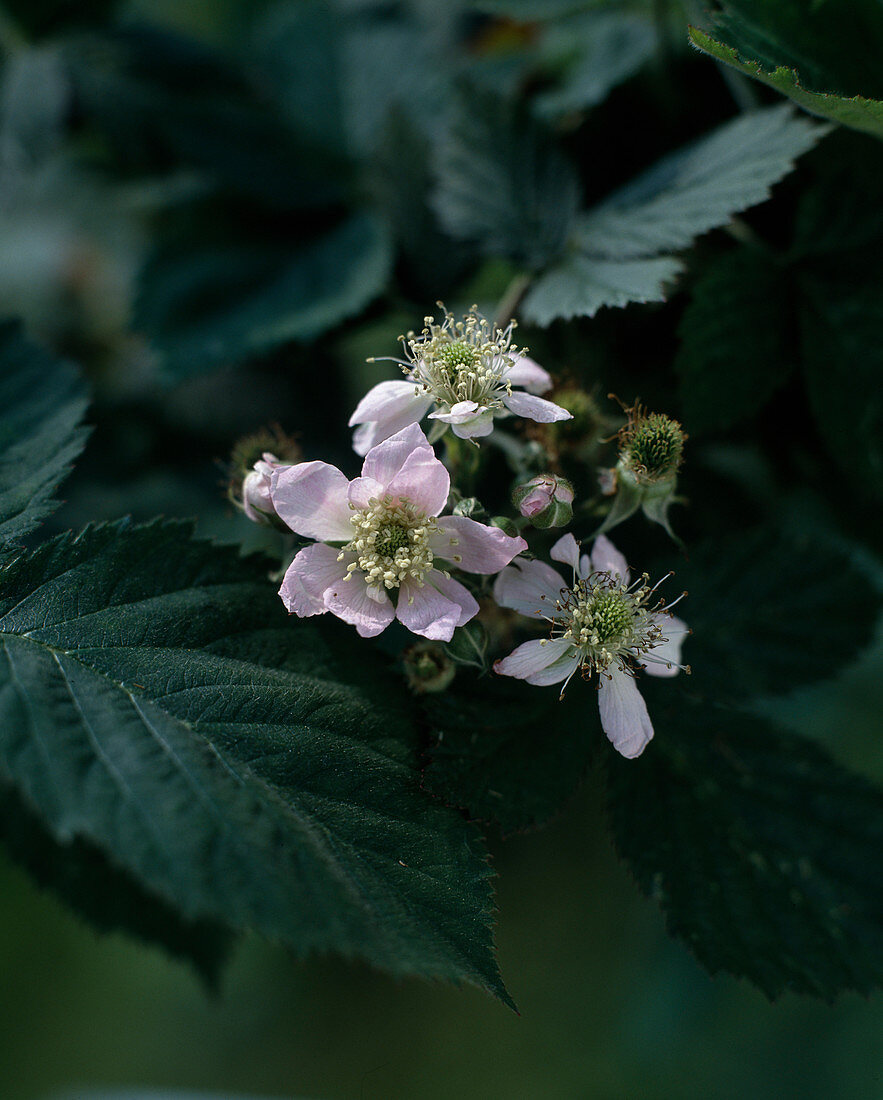 Blackberry blossom