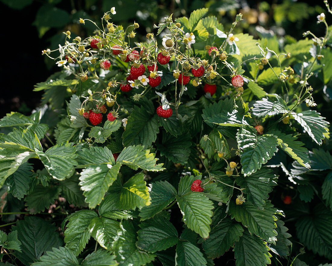 Strawberries