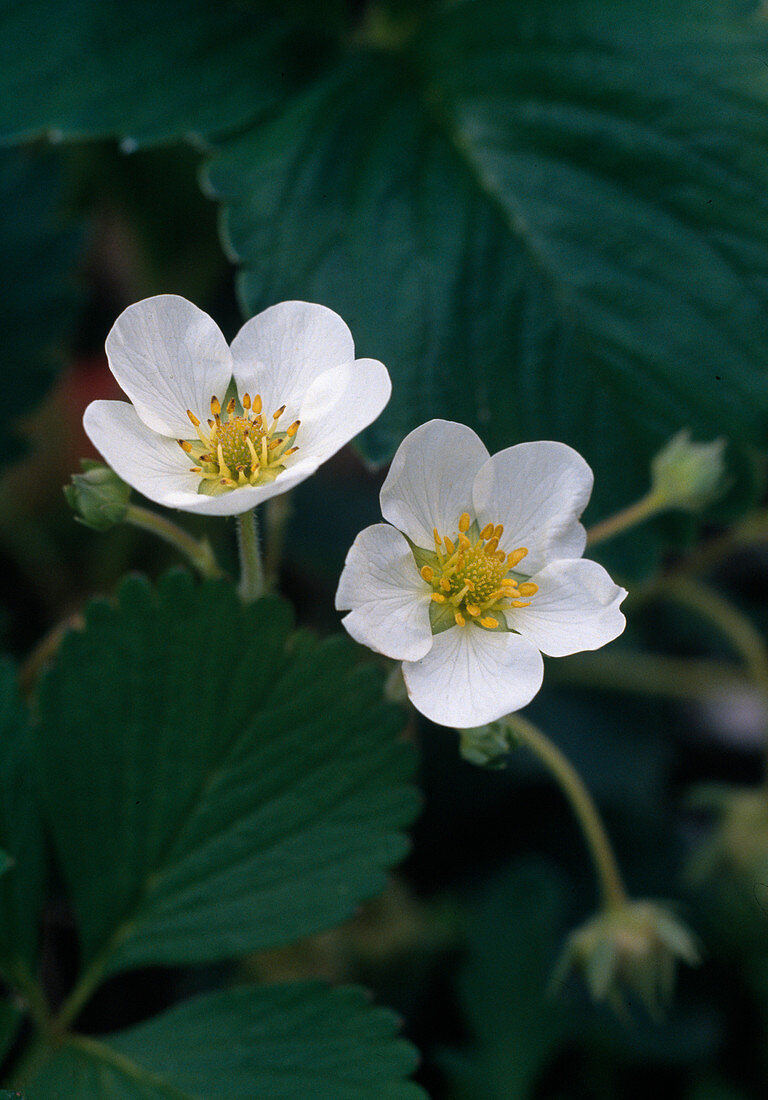 Blossoms of strawberry (Fragaria)