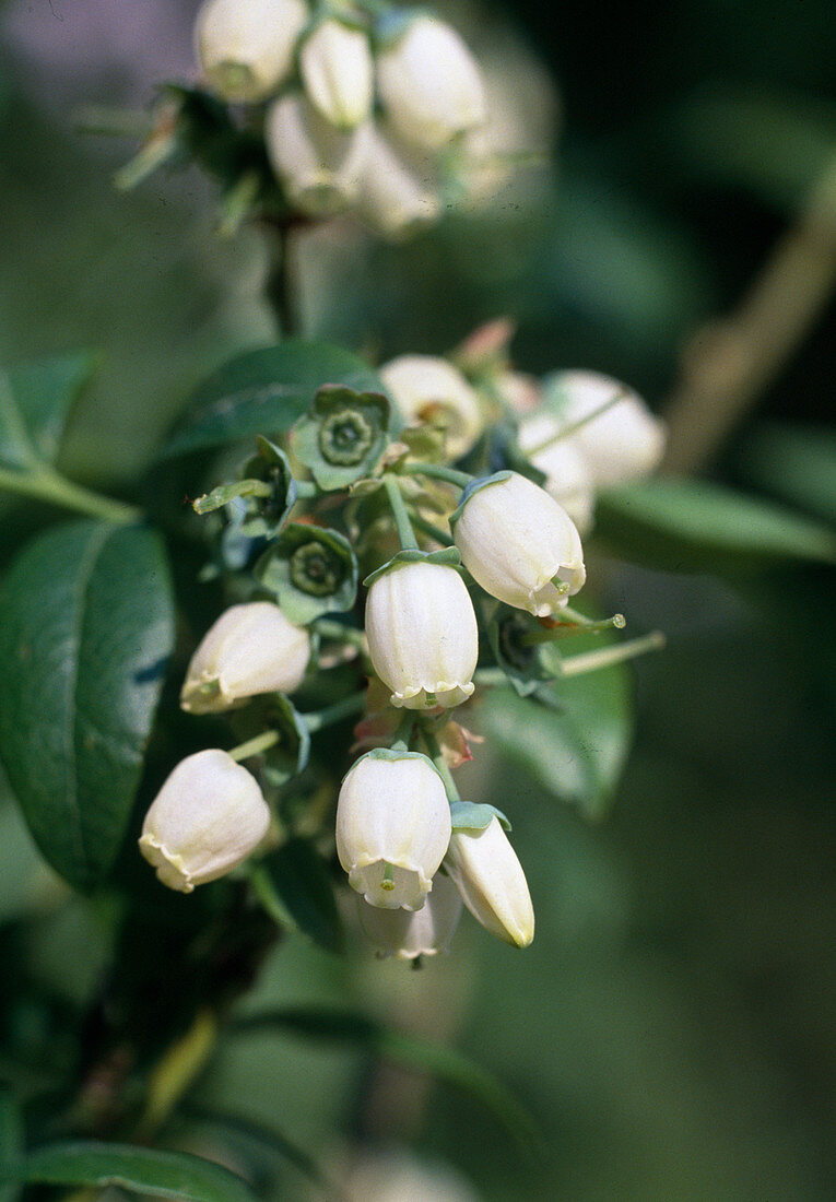 Heidelbeerblüte