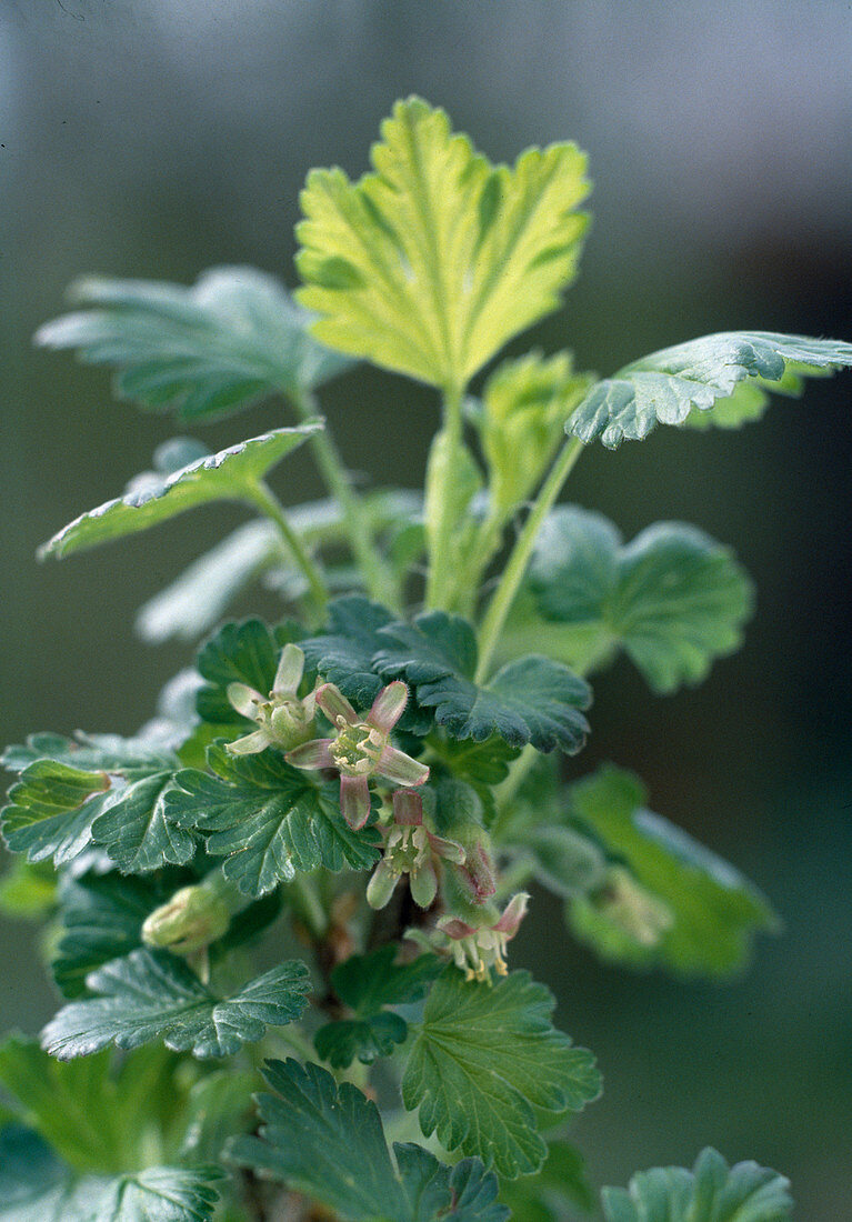 Stachelbeerblüte