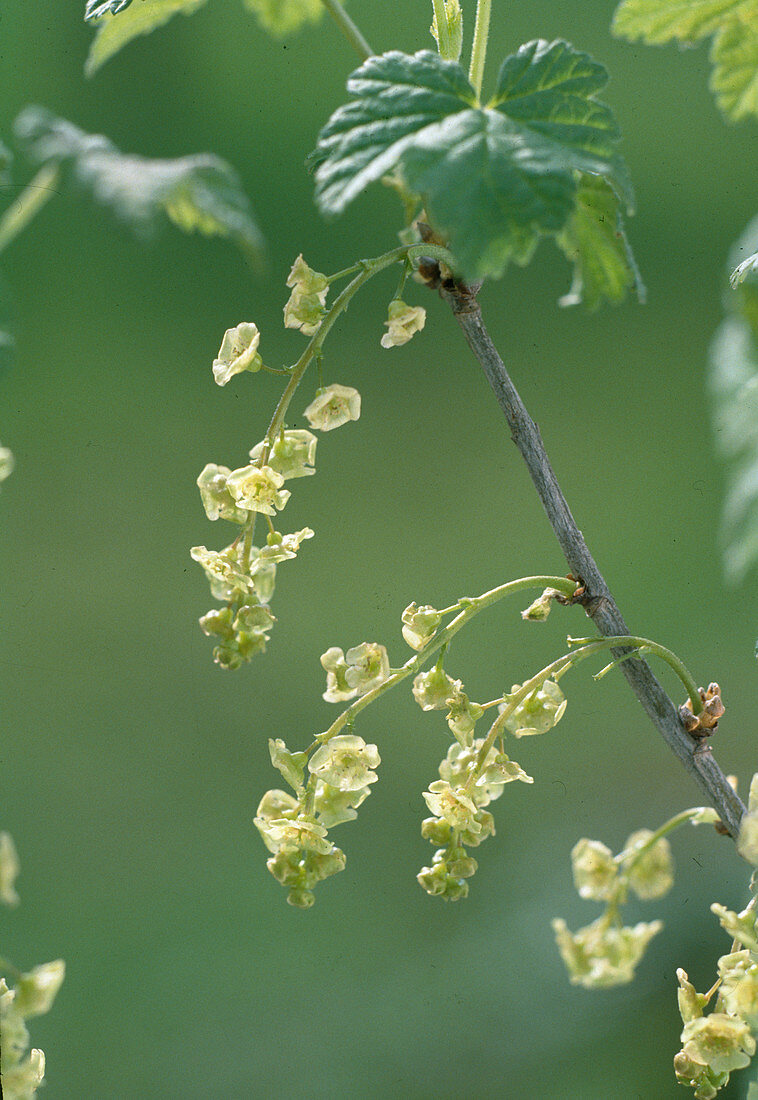 Rote Johannisbeerblüte