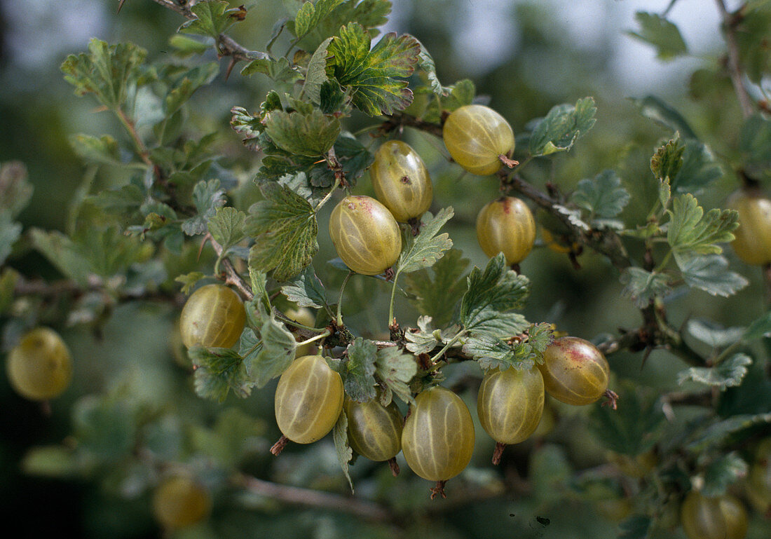 Yellow gooseberry