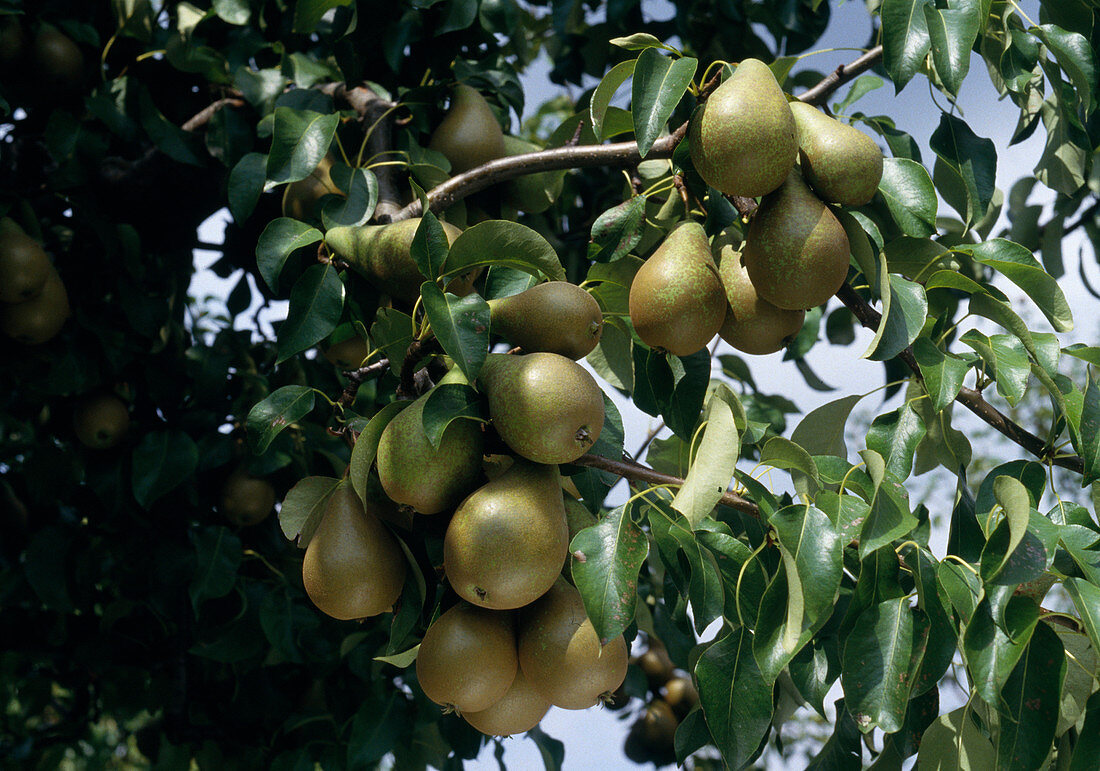 Pear 'Conference'