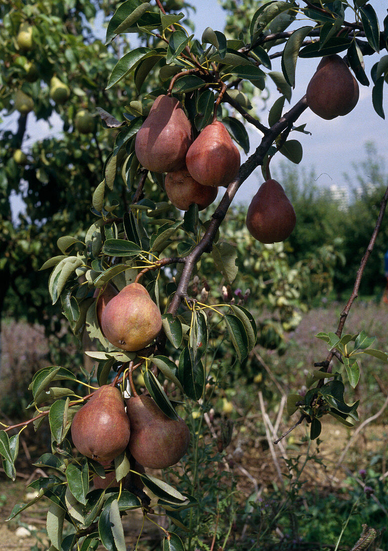 Pear 'Red Williams'