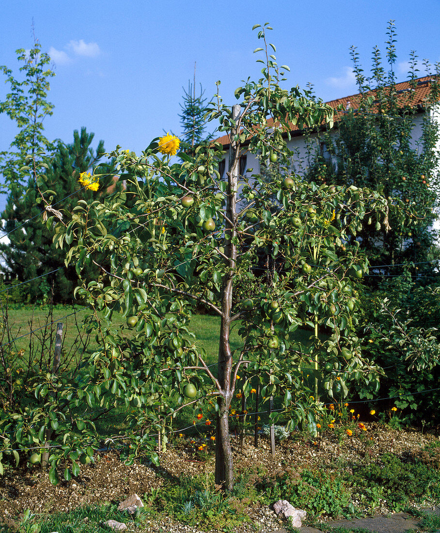 Spalierbaum als Abgrenzung zum Nachbargrundstück