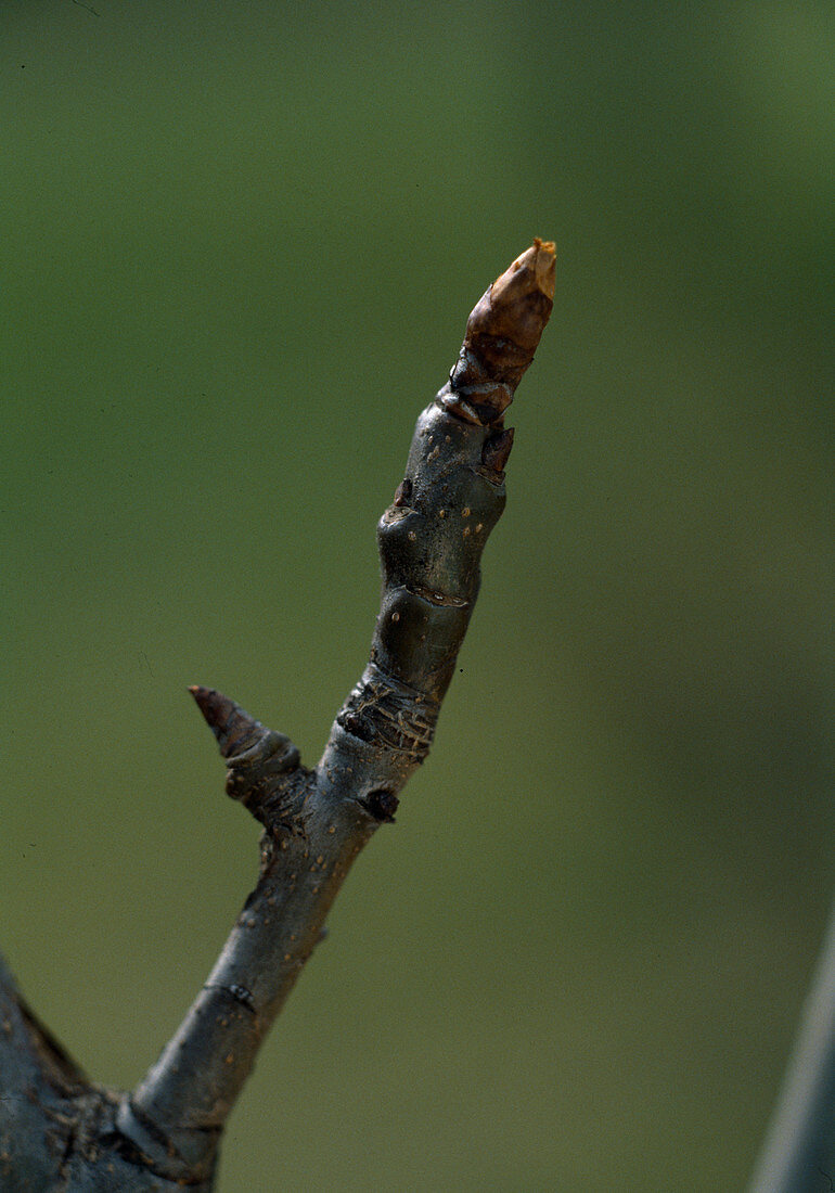 Fruiting wood on pear