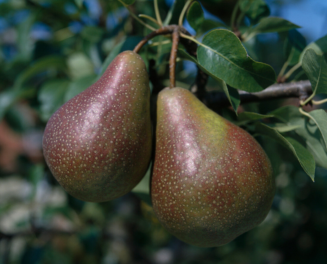 pear