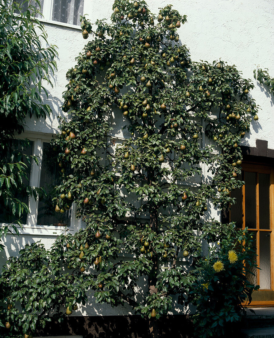 Pear 'Tongern' grown as an espalier tree