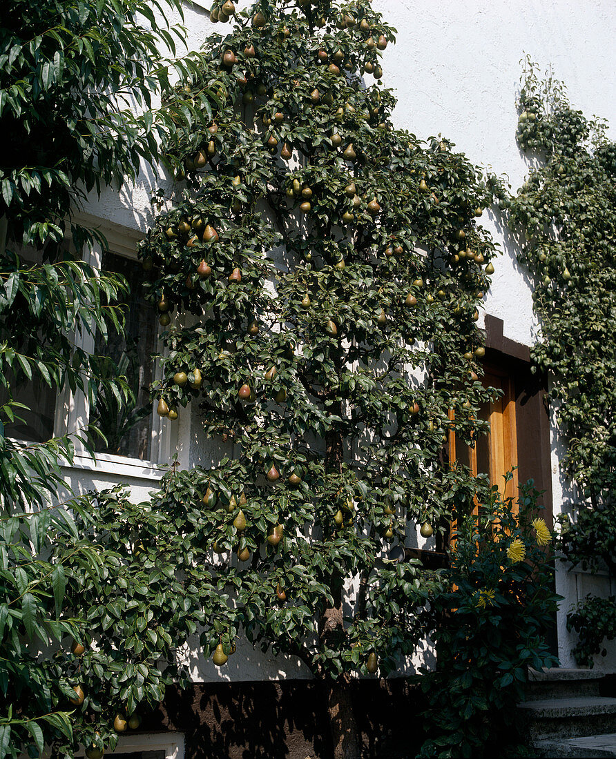 Birne 'Tongern' als Spalierbaum gezogen