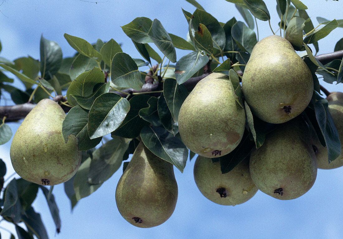 Pear 'Delicious of Charneux'