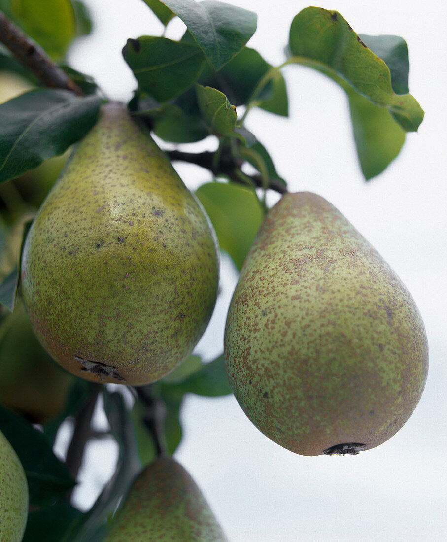 Pear 'Countess of Paris'