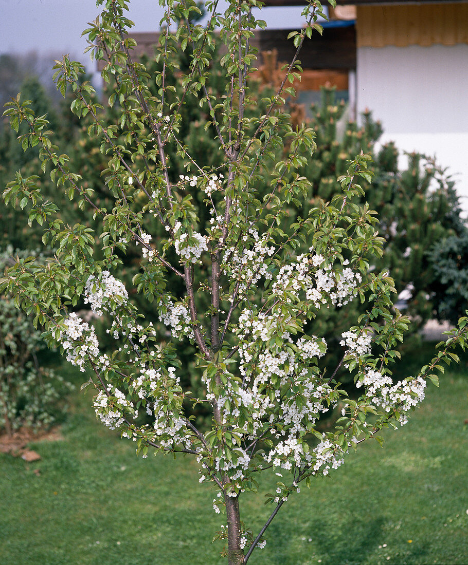 Süßkirschbaum in Blüte