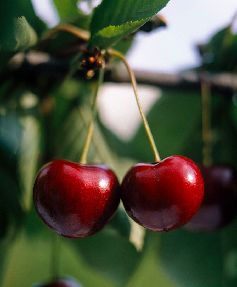 Sweet Cherry 'schneiders Späte'