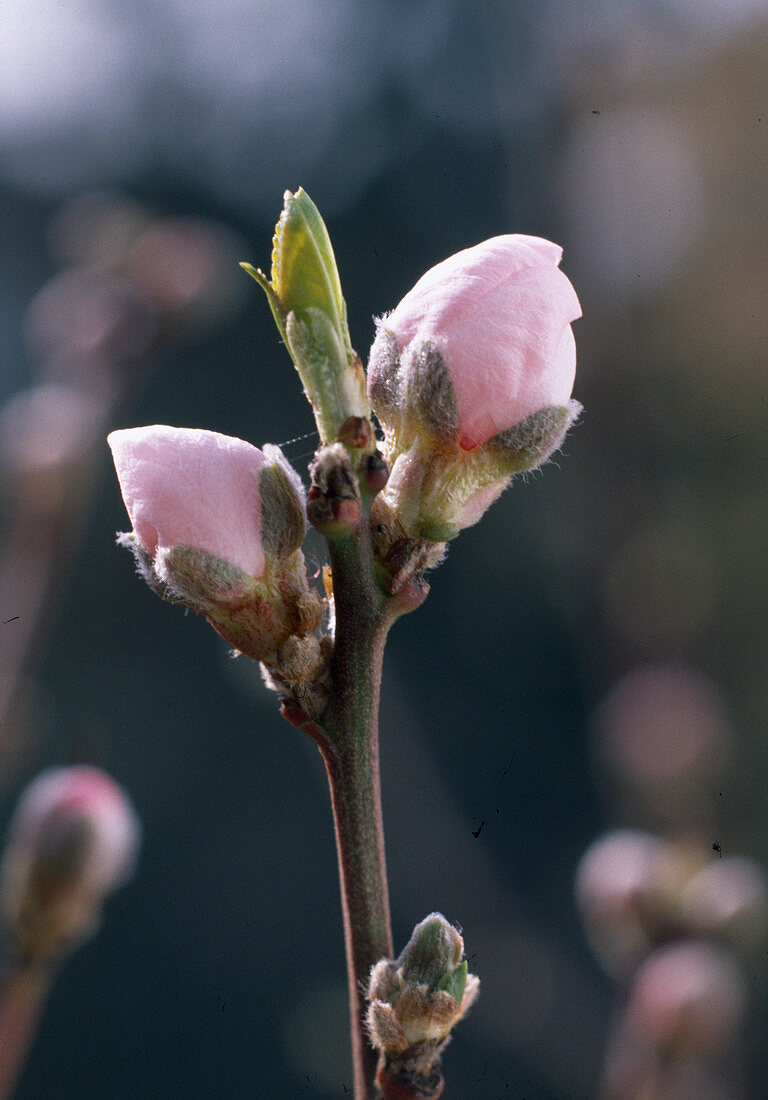 Peach blossom