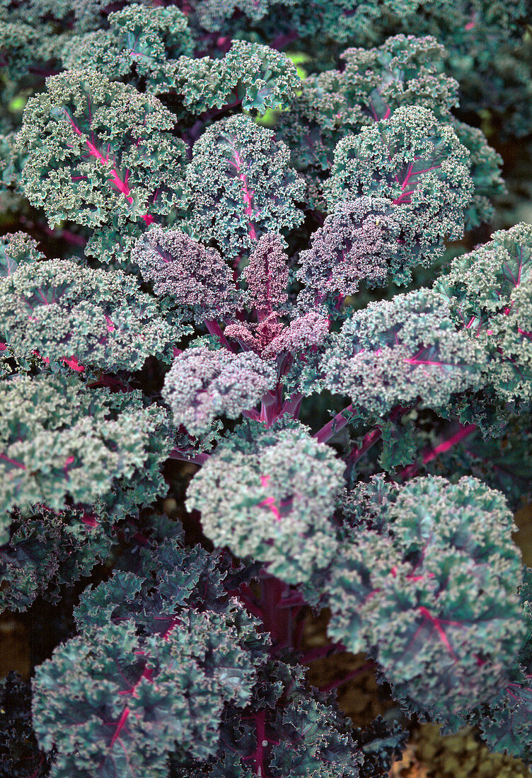 Kale 'Red Bor'
