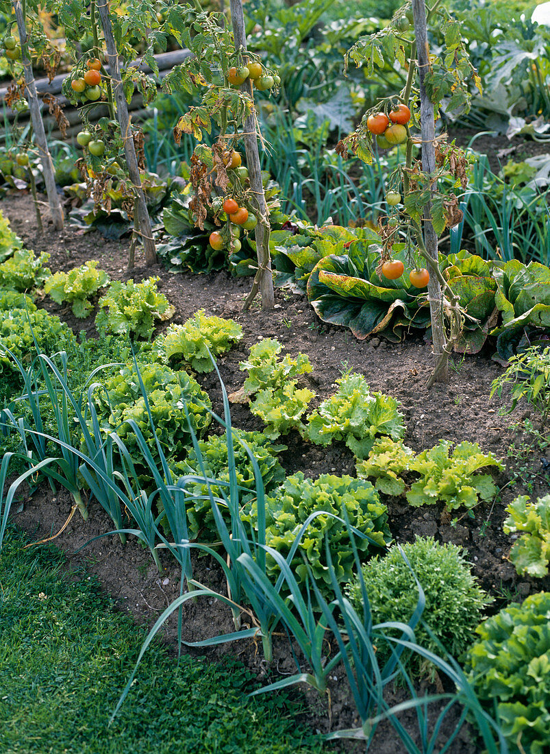 Hügelbepflanzung mit Tomaten, Kopfsalat und Lauch
