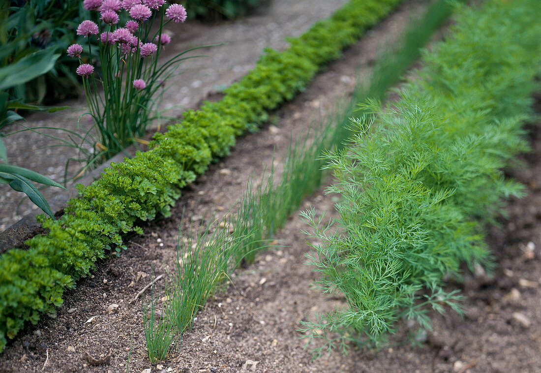 Mixed culture with parsley