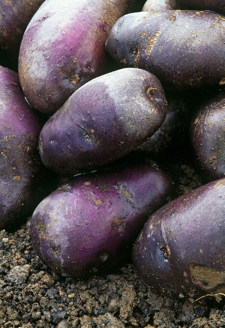 Kartoffel 'Violetta'