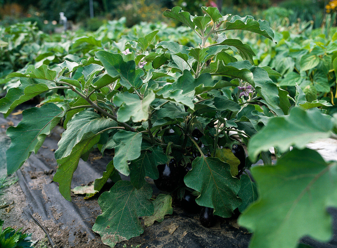 Aubergine