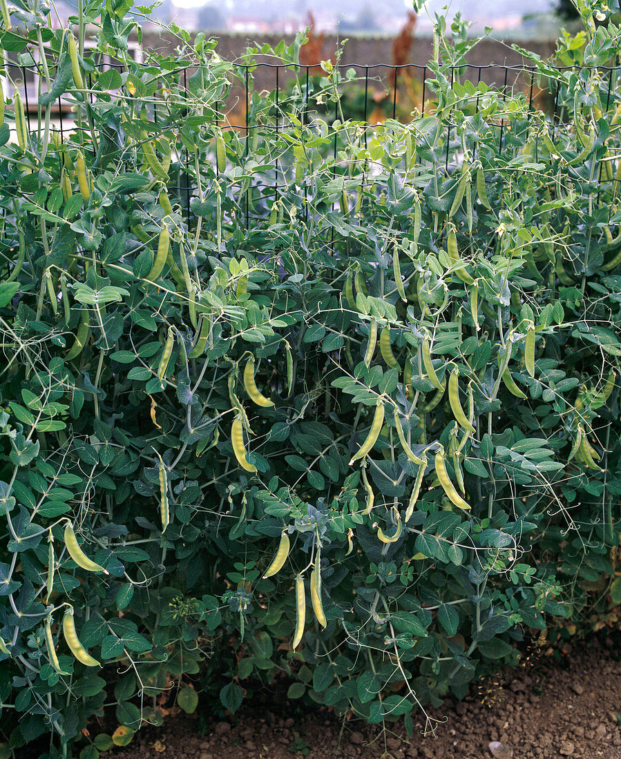 Peas grown on wire mesh