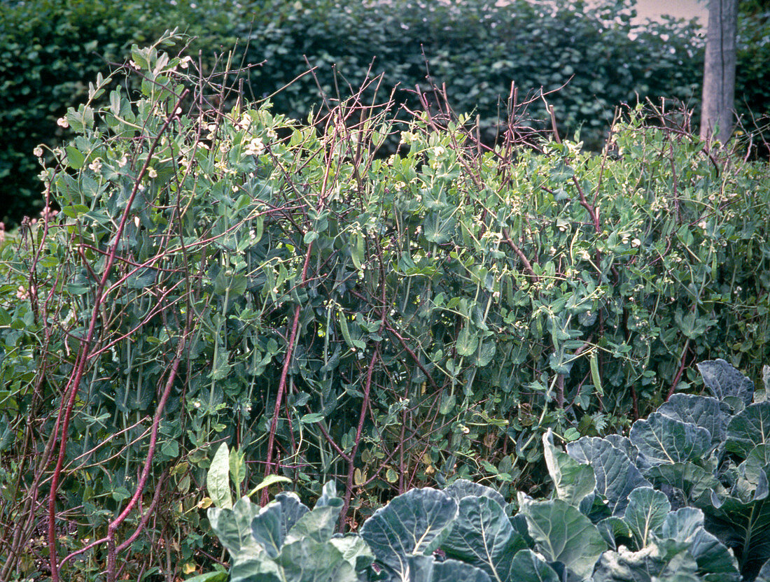 Peas on willow rods