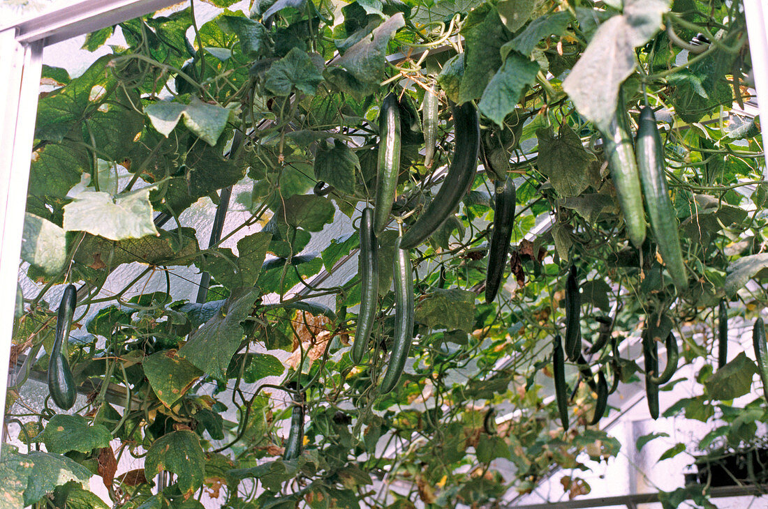 Drift cucumber in a greenhouse