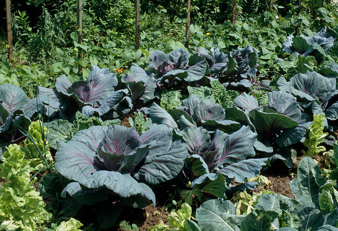 Red cabbage