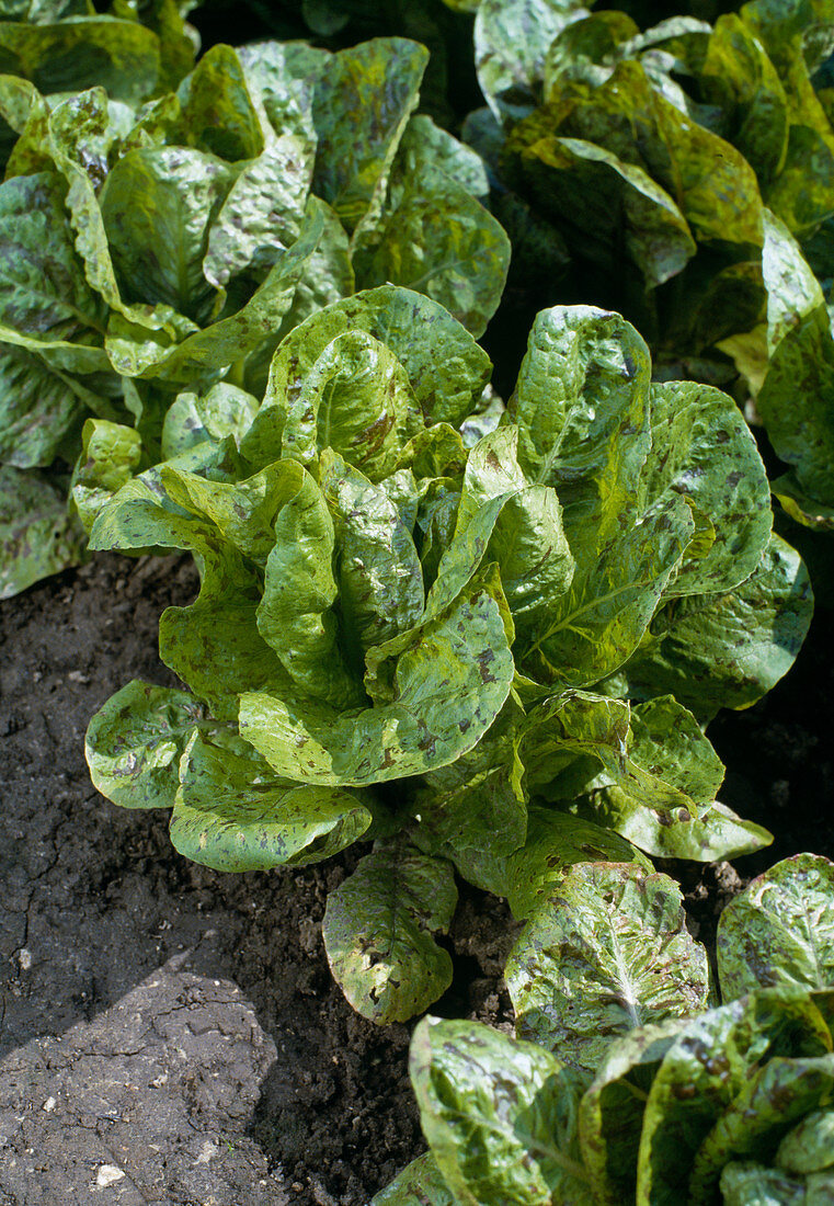 Binding Salad 'Trout Close'