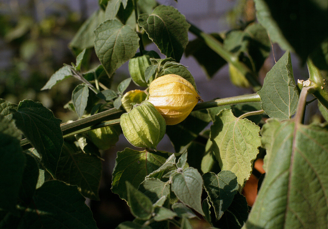 Physalis Edulis, Andean berry, tasty, rich in vitamins