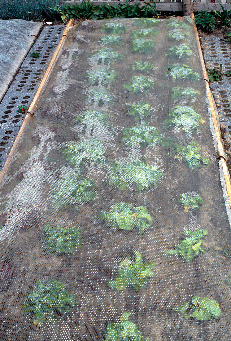 Salad under 'growing' slit foil