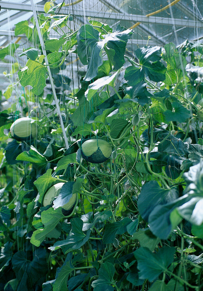 Honeydew melon in greenhouse