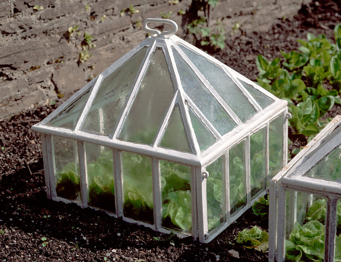 Small greenhouse for salad