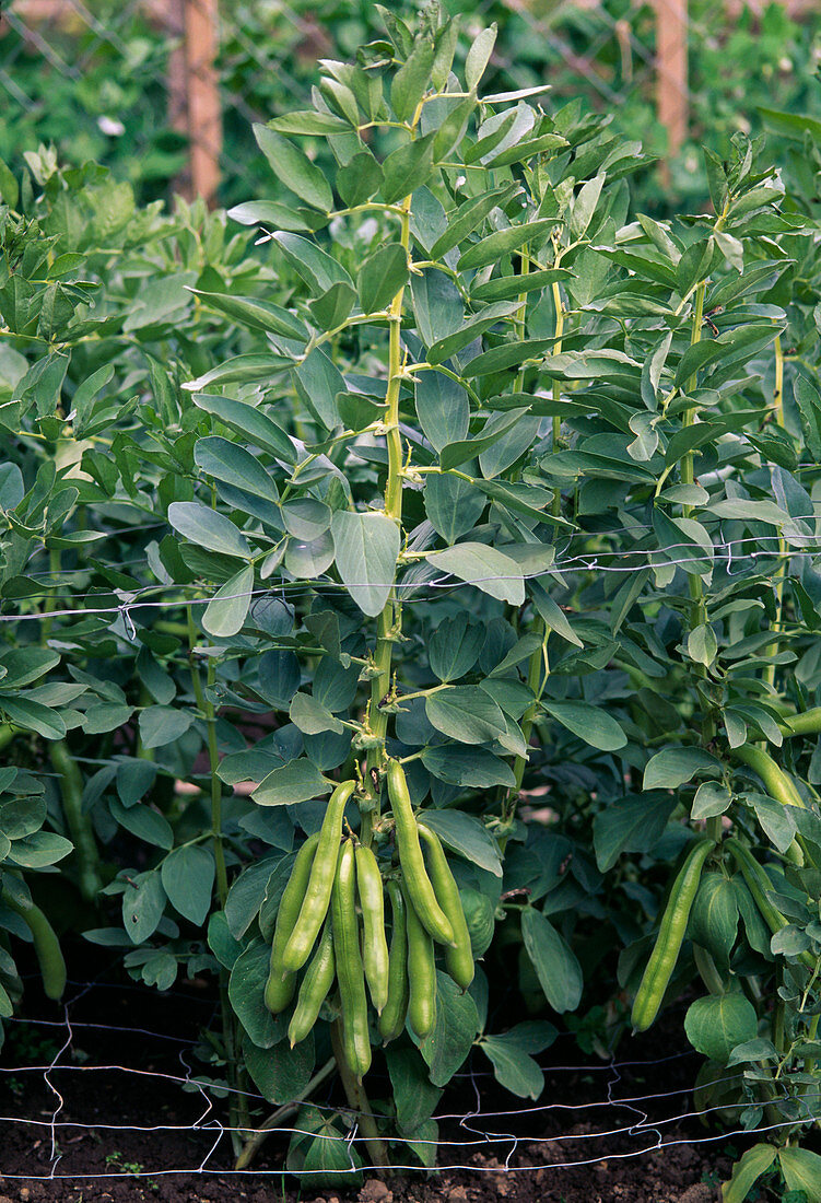 Field bean (Vicia faba)