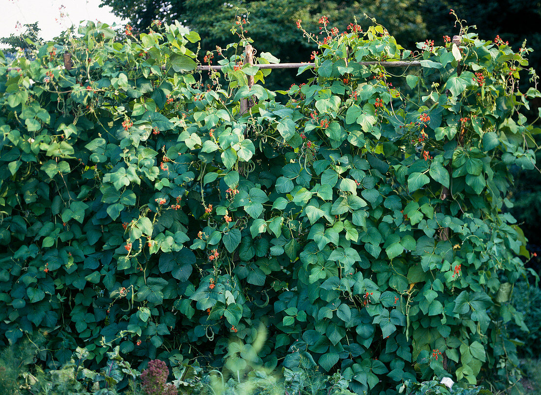 Phaseolus coccinea