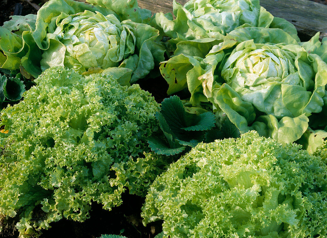 Lollo Bionda and leaf lettuce