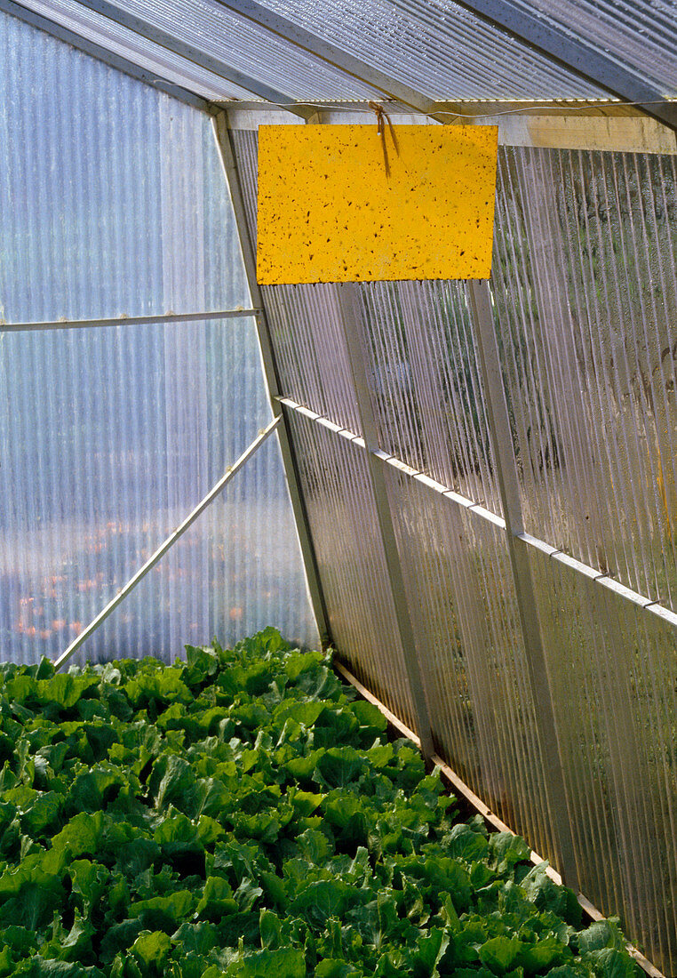 Pest control in the greenhouse