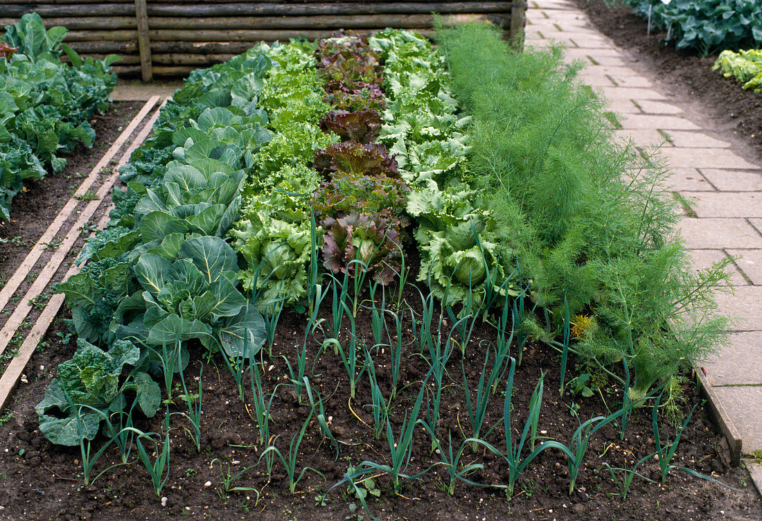 Raised bed with vegetables