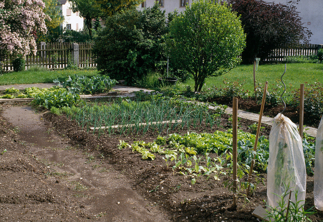 Vegetable garden