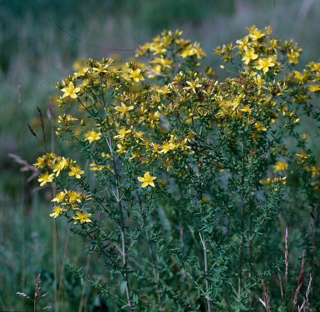 Hypericum perforatum (St. John's wort)