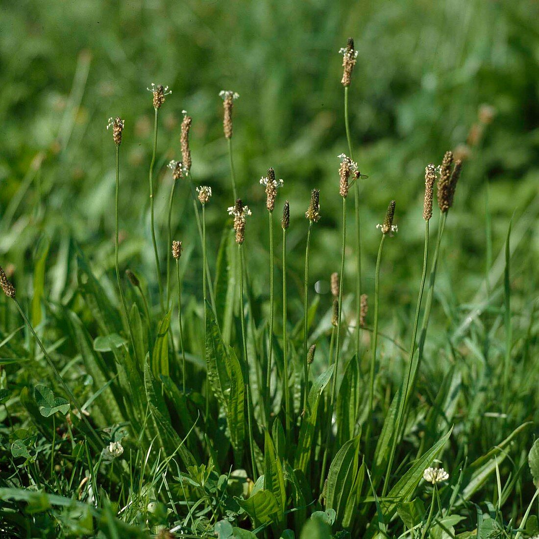 Spitzwegerich (Plantago lanceolata)