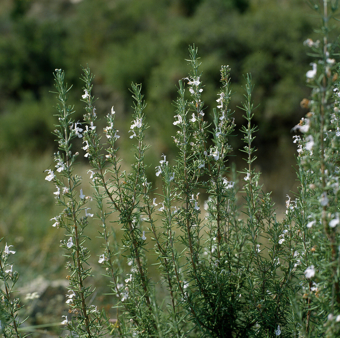 Flowering Rosemary (Rosmarinus officinalis)