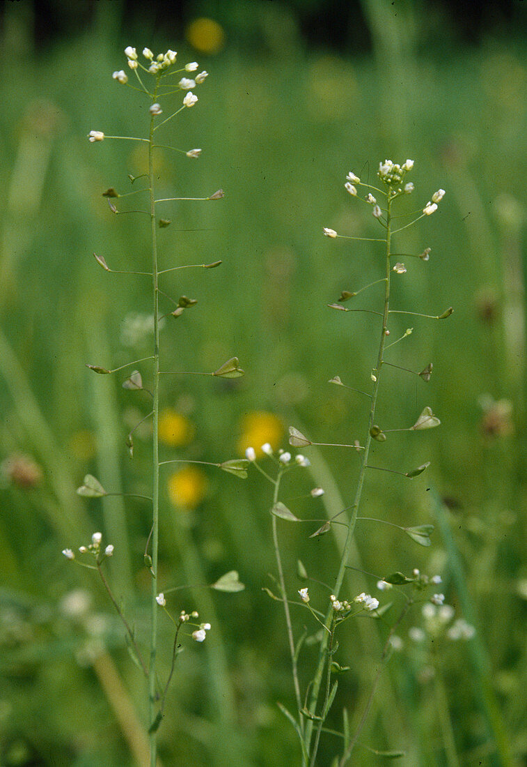 Capsella bursa-pastoris (shepherd's purse)