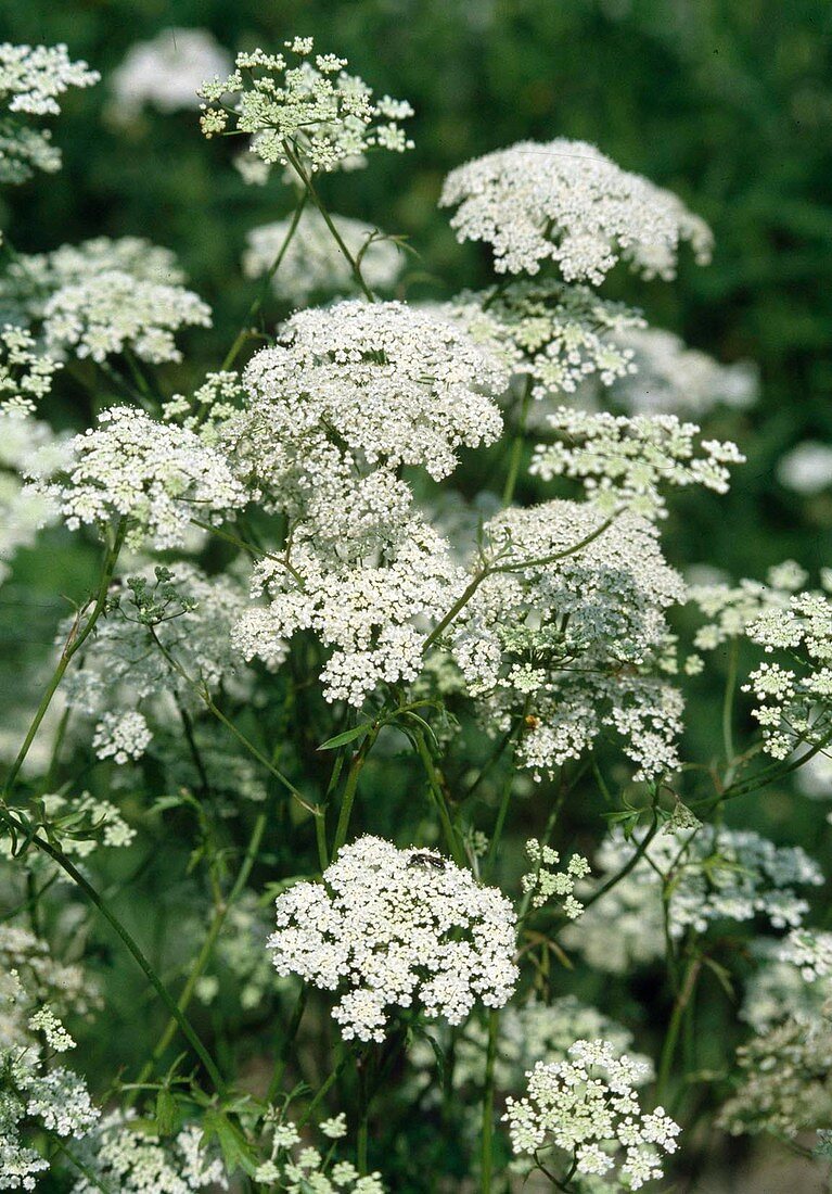 Kleine Bibernelle (Pimpinella saxifraga)