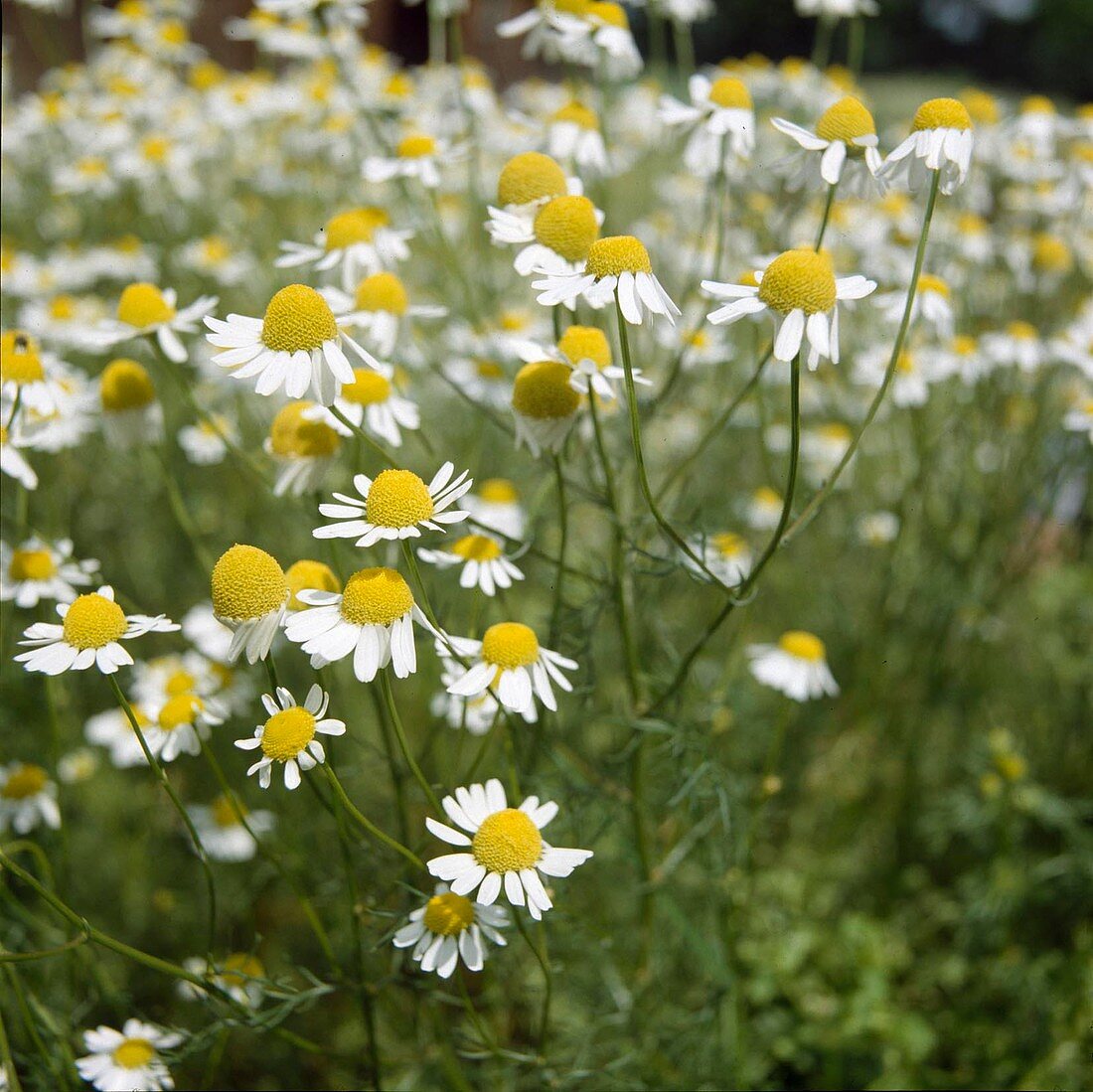 Real chamomile (chamomile)