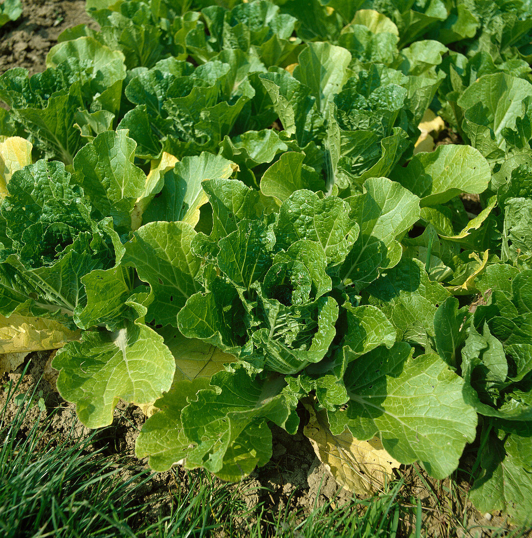 Chinakohl (Brassica rapa subsp. pekinensis)