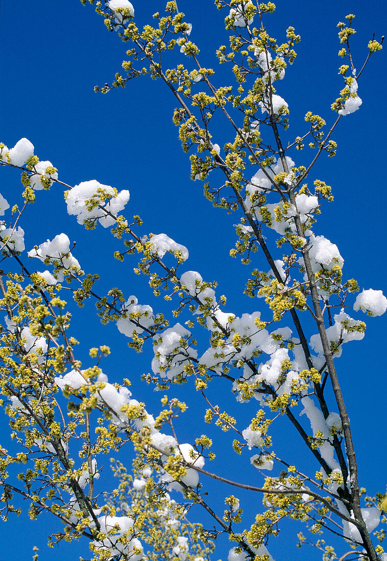 Cornus mas Cornelian cherry