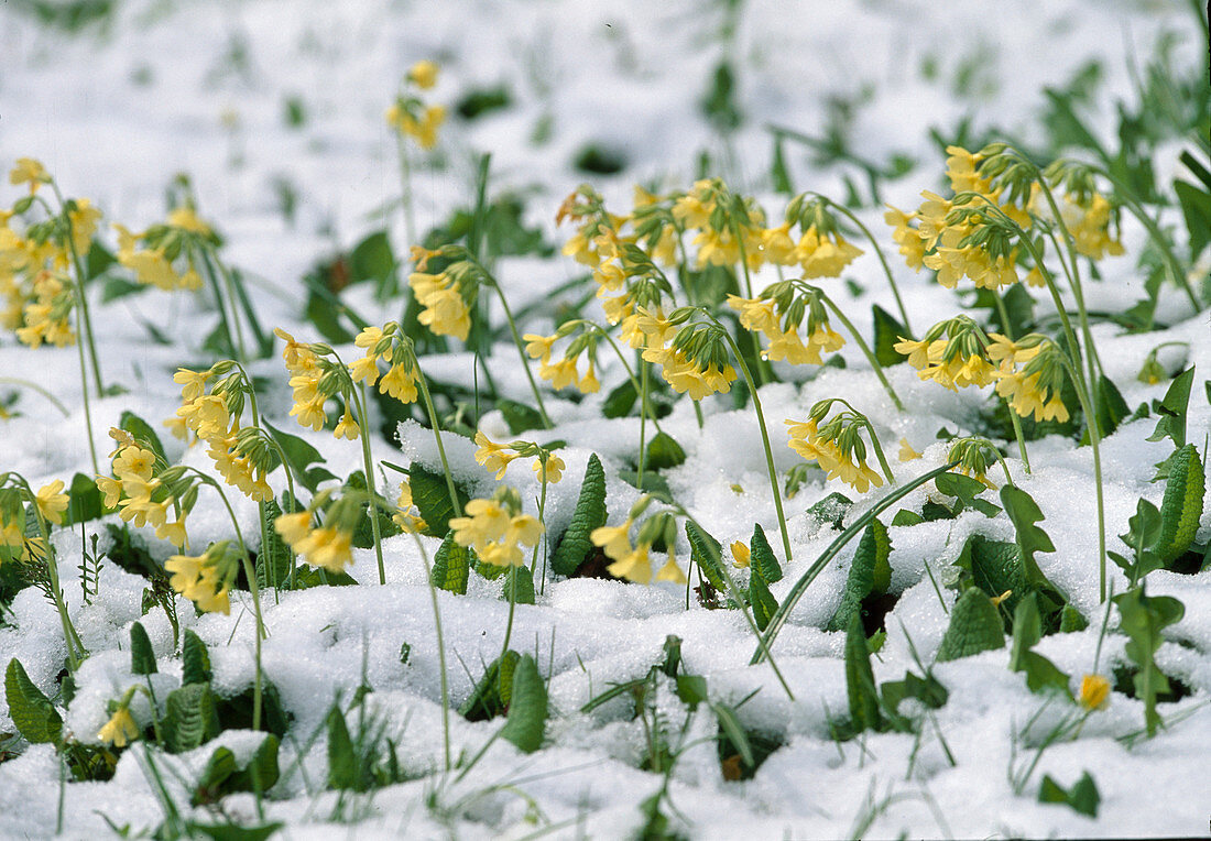 Primula Elatior hohe Schlüsselblume im Schnee