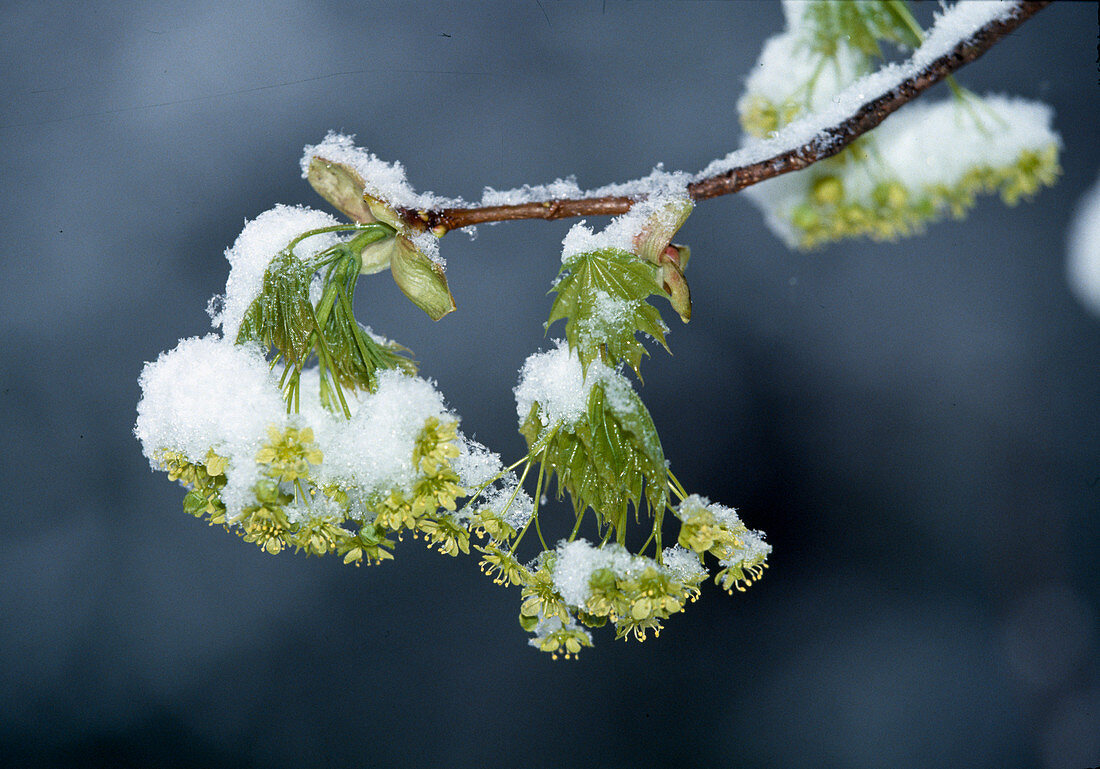 Verschneite Blüten von Acer platanoides (Spitzahorn)