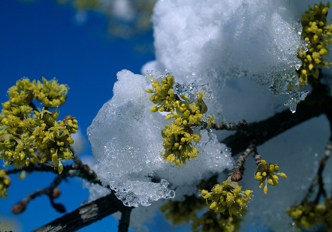 Cornus Mas Kornelkirsche